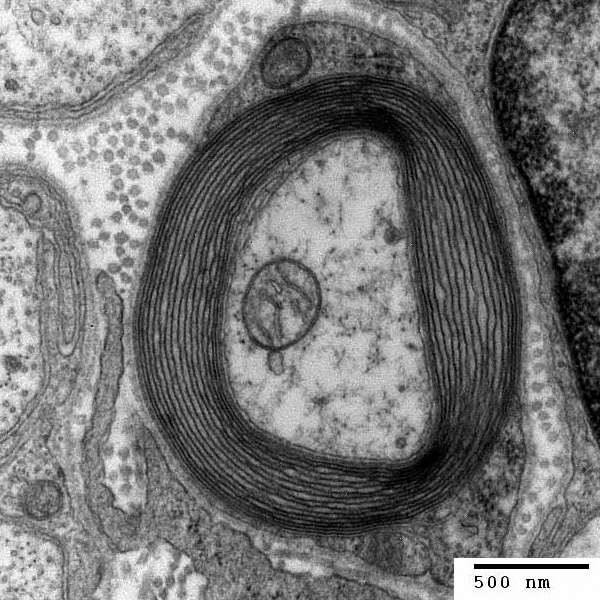 Myelin layers around a neuron